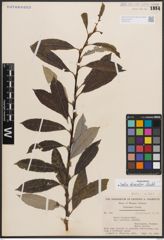 Foto von Salix discolor Muhl.